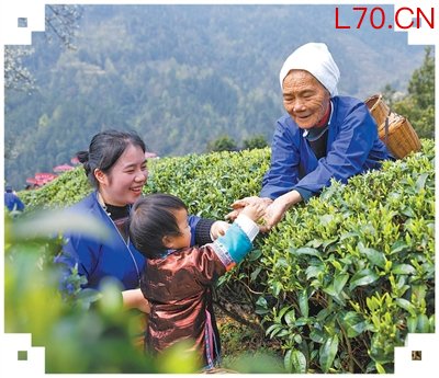 春到茶山