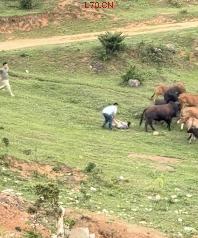 儿童摔倒疑遭牛群踩踏 男子上前驱赶 孩童幸无大碍
