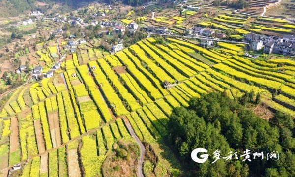 桐梓尧龙山镇：7600余亩梯田花海美不胜收