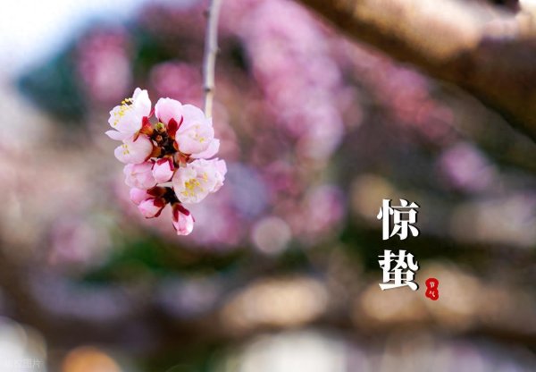 今日惊蛰, 最好的升阳法, 今天开始坚持40天, 直接把阳气锁进身体里
