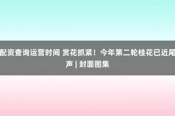 配资查询运营时间 赏花抓紧！今年第二轮桂花已近尾声 | 封面图集